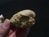 Schnecken und Muscheln - Lot Pariser Becken
