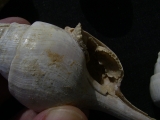 Schnecken und Muscheln - Lot Pariser Becken
