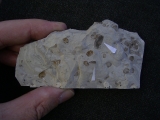 Insect slab cretaceous age
