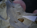 Insektenplatte aus der Kreidezeit