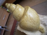 Riesige Schnecke