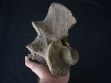 Bison priscus Axis