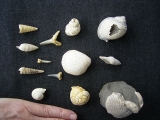 Snails, Mussels, Shark teeth, miocene