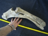 Bison priscus lower arm bones, pleistocene age