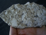Captorhinus bonebed