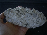 Captorhinus bonebed