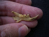 Ziesel Mandibula Sciuroidae