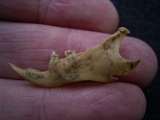 Ziesel Mandibula Sciuroidae
