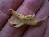 Ziesel Mandibula Sciuroidae