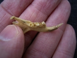 Ziesel Mandibula Sciuroidae