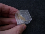 Ziesel Mandibula Sciuroidae