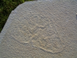 Qualle aus Solnhofen