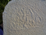 Qualle aus Solnhofen