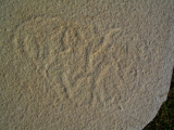 Qualle aus Solnhofen