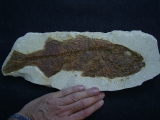 Mioplosus