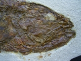 Mioplosus
