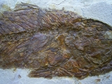 Mioplosus