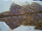 Mioplosus