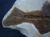 Mioplosus