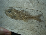 Dapalis macrurus
