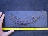 Atracosteus Knochenhecht Messel - Reproduktion