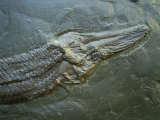 Atracosteus Knochenhecht Messel - Reproduktion
