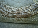 Atracosteus Knochenhecht Messel - Reproduktion