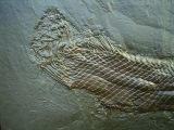 Atracosteus Knochenhecht Messel - Reproduktion