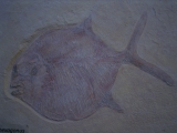 Kugelfisch Gyrodus hexagonus - Reproduktion