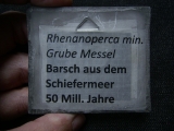 Rhenanoperca - Barsch aus der Grube Messel - Reproduktion