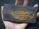 Messel pit perch Amphiperca - reproduction