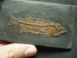 Thaumaturus - Fisch aus der Grube Messel - Reproduktion #2