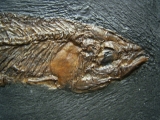 Thaumaturus - Bony fish from Messel pit #2