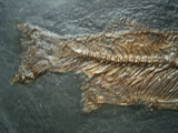 Thaumaturus - Bony fish from Messel pit #2
