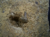 Verschiedene Hai-Fossilien aus dem Muschelkalk
