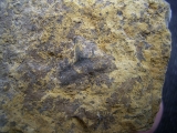 Verschiedene Hai-Fossilien aus dem Muschelkalk
