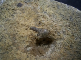 Verschiedene Hai-Fossilien aus dem Muschelkalk