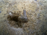 Verschiedene Hai-Fossilien aus dem Muschelkalk