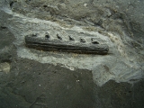 Verschiedene Hai-Fossilien aus dem Muschelkalk