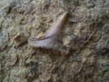 Hybodus Haizahn