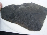 Dorypterus hoffmanni