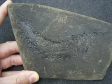 Palaeoniscum, permian fish # 3