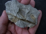 Pflanzenfossil aus dem Perm von Bad Sobernheim