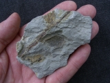 Pflanzenfossil aus dem Perm von Bad Sobernheim