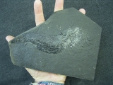 Palaeoniscum Kuperschiefer-Hering # 5