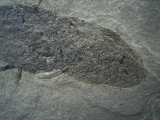 Diplacanthus, Stachel-Hai