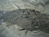 Diplacanthus, Stachel-Hai