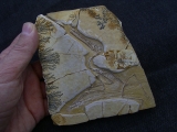 Flugsaurier - Pterodactylus - Reproduktion