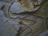 Flugsaurier - Pterodactylus - Reproduktion
