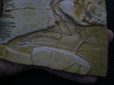 Flugsaurier - Pterodactylus - Reproduktion